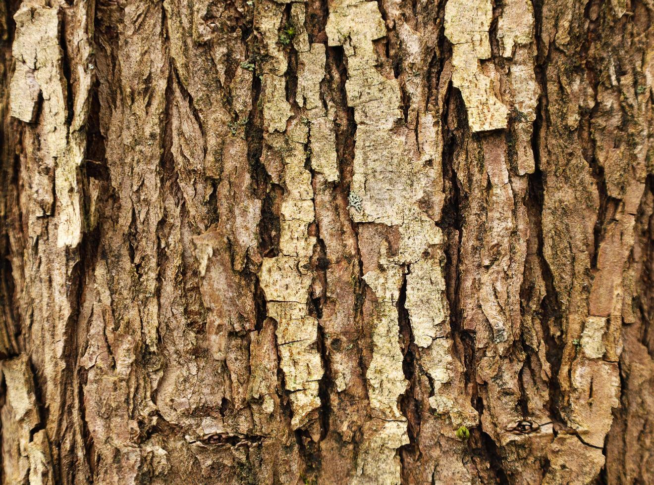 Brown tree bark with small lichen or moss. Closeup wooden grungy rough texture. Horizontal image, vertical lines. Nature background with place for text. photo