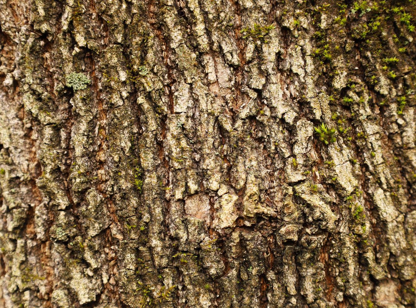 lleno marco textura de marrón árbol ladrar con verde liquen y musgo. de madera sucio áspero antecedentes con sitio para texto. foto