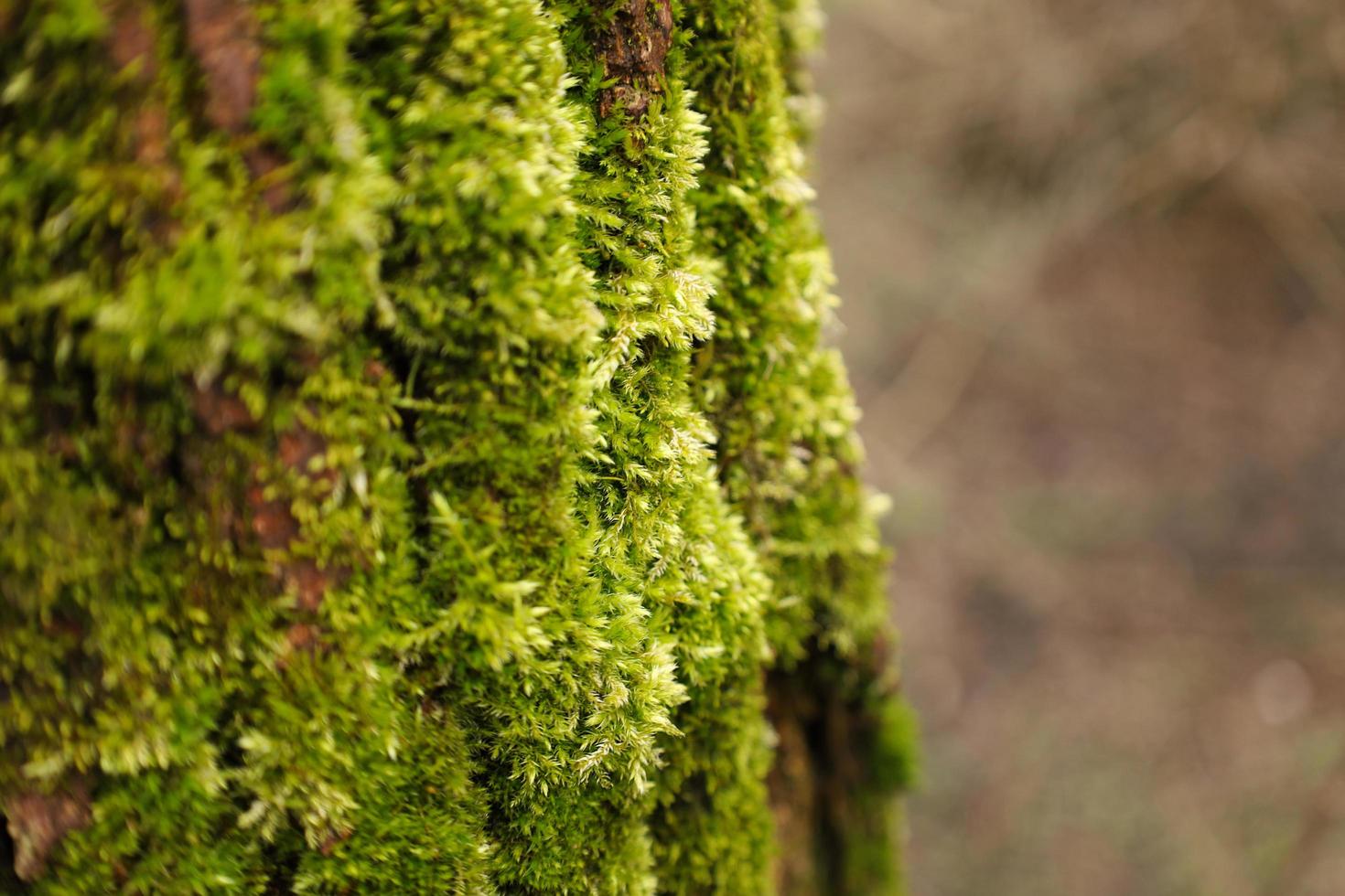 Green blurred moss on a tree trunk in the forest. Fine focus area in the middle, blurred brown wood background. Nature spring season. Place for text. photo