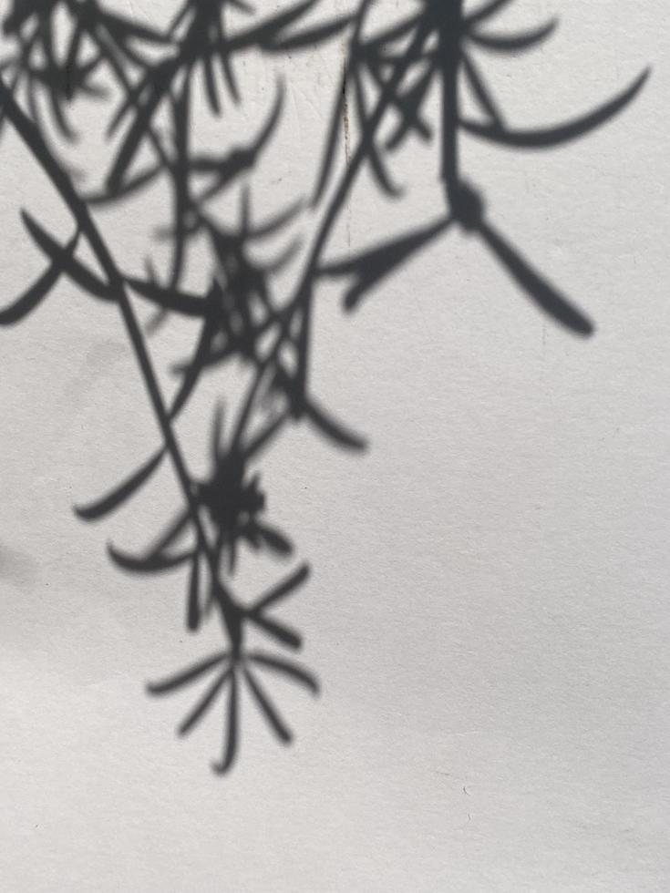 Leaves shadow background on concrete wall texture, leaves tree branches shade with sunlight photo