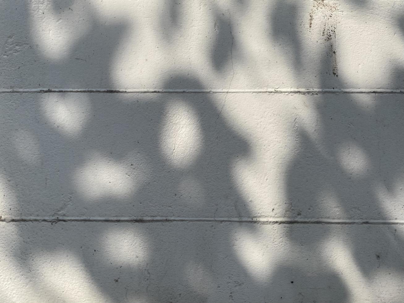 Leaves shadow background on concrete wall texture, leaves tree branches shade with sunlight photo