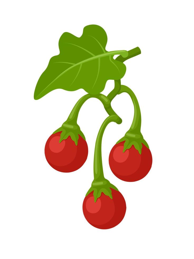 Vector illustration, solanum trilobatum with green leaves, isolated on white background.