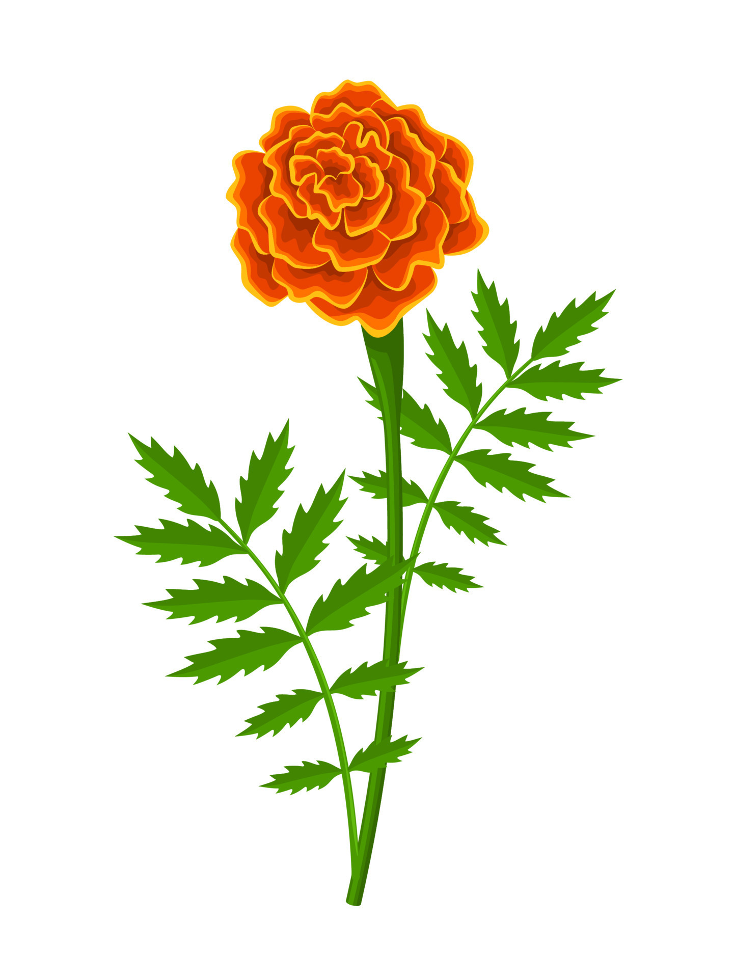 Vector illustration, french marigold flower, with green leaves