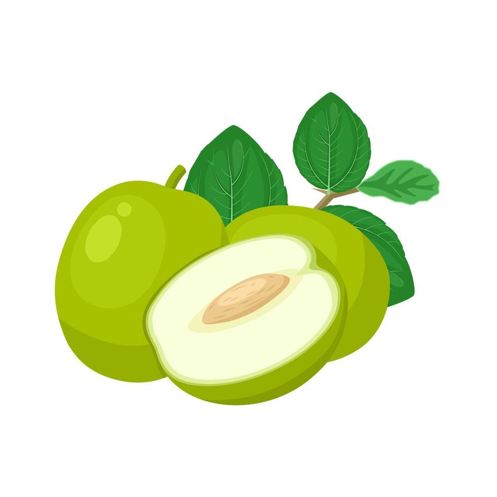 vector ilustración, ziziphus mauritiana, además conocido como indio pastilla, indio ciruela, chino fecha, chino manzana, aislado en blanco antecedentes.