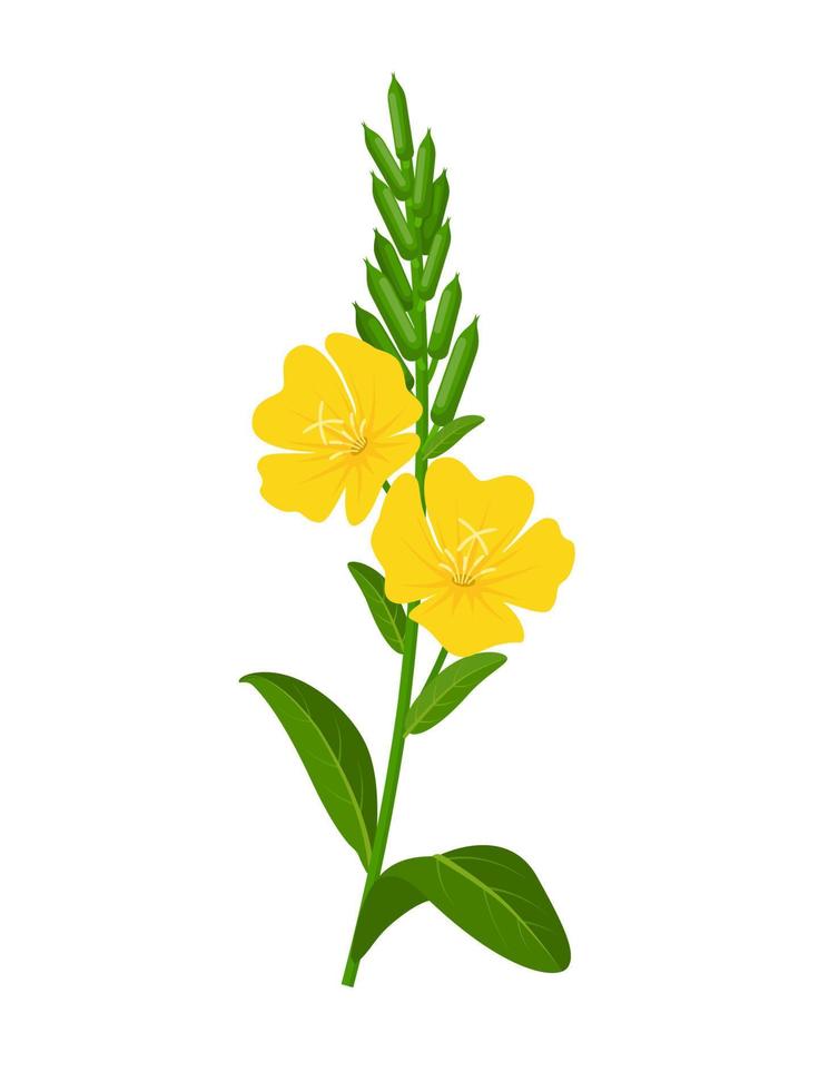 Vector illustration, evening primrose or Oenothera biennis, isolated on white background.