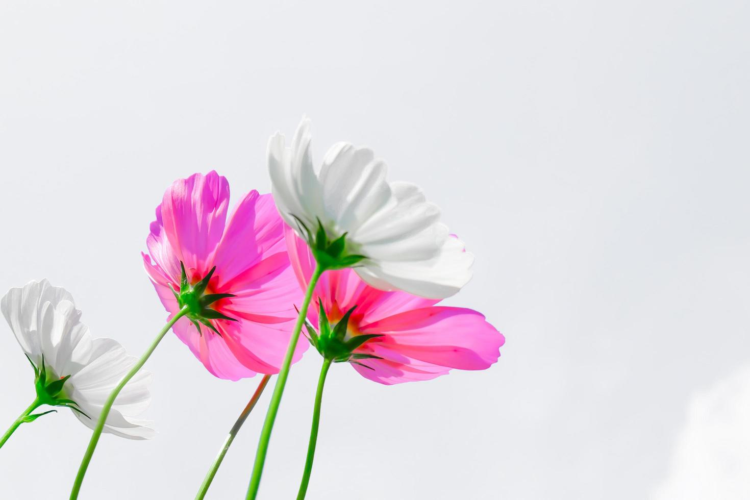 Beautiful white and pink Cosmos flowers on a white background. photo