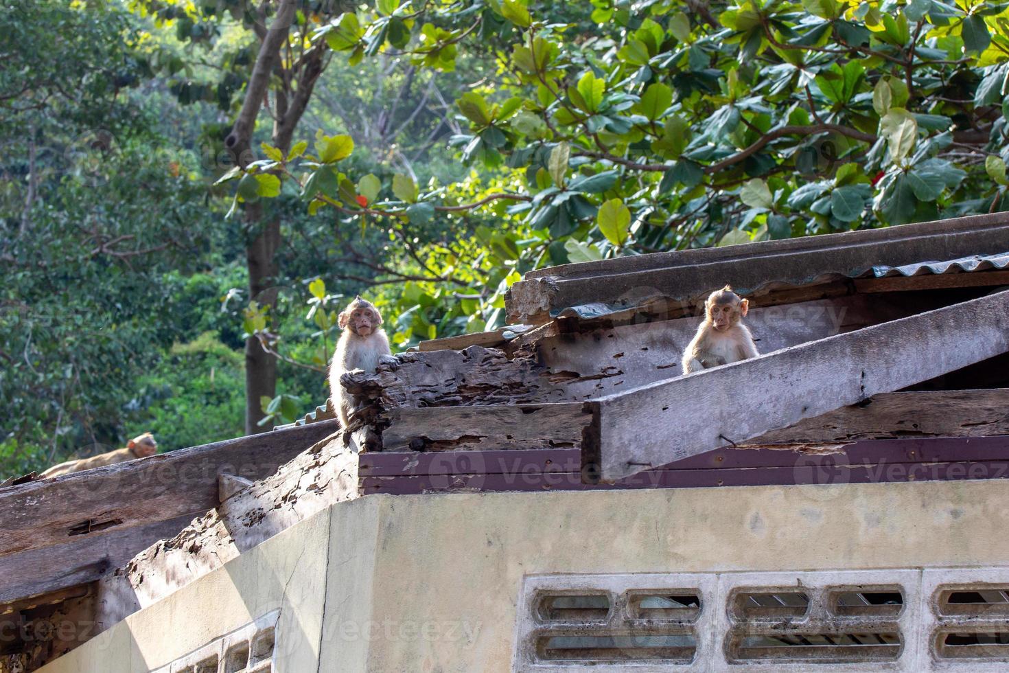 macaque monkey portrait , which name is long tailed, crab-eating or cynomolgus macaque monkey photo