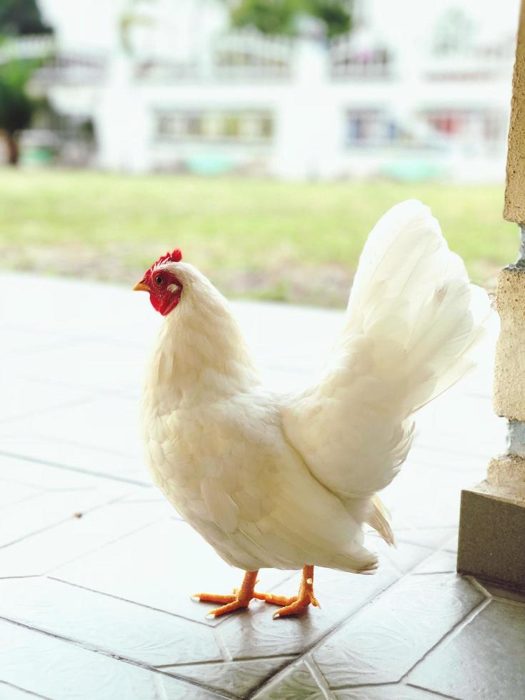 Portrait of white hen photo