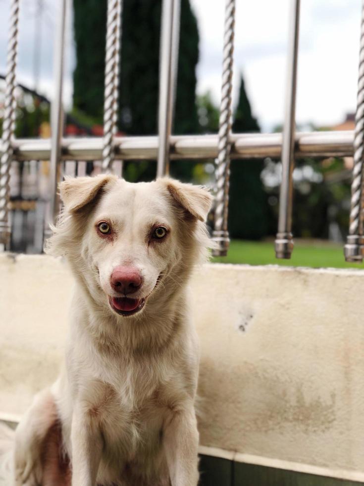 Portrait photo of white dog