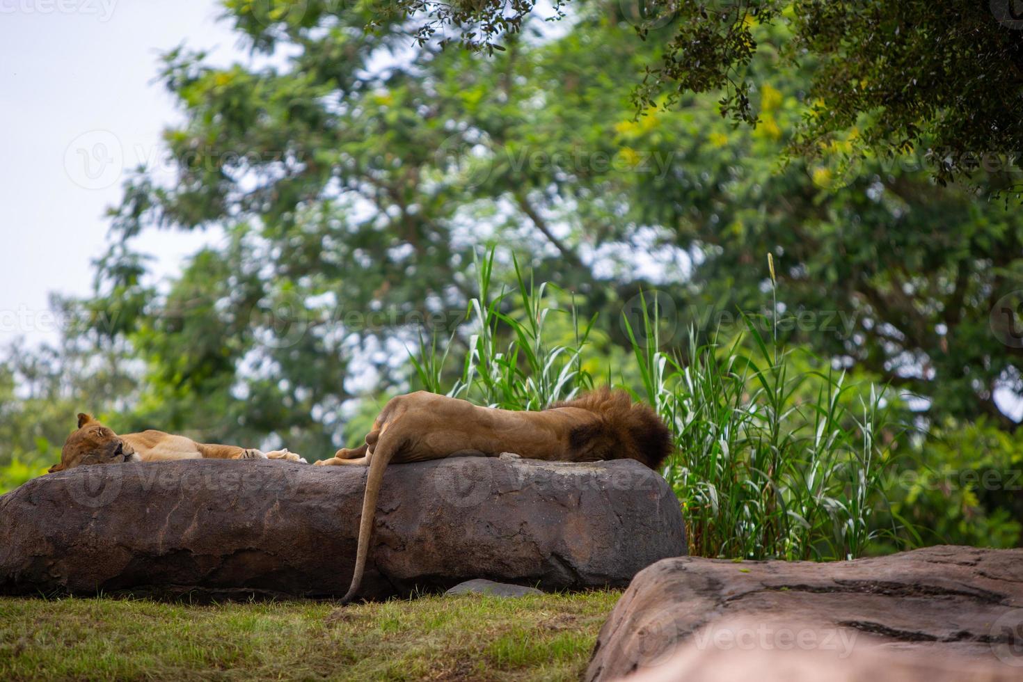 Male and Female Lions photo