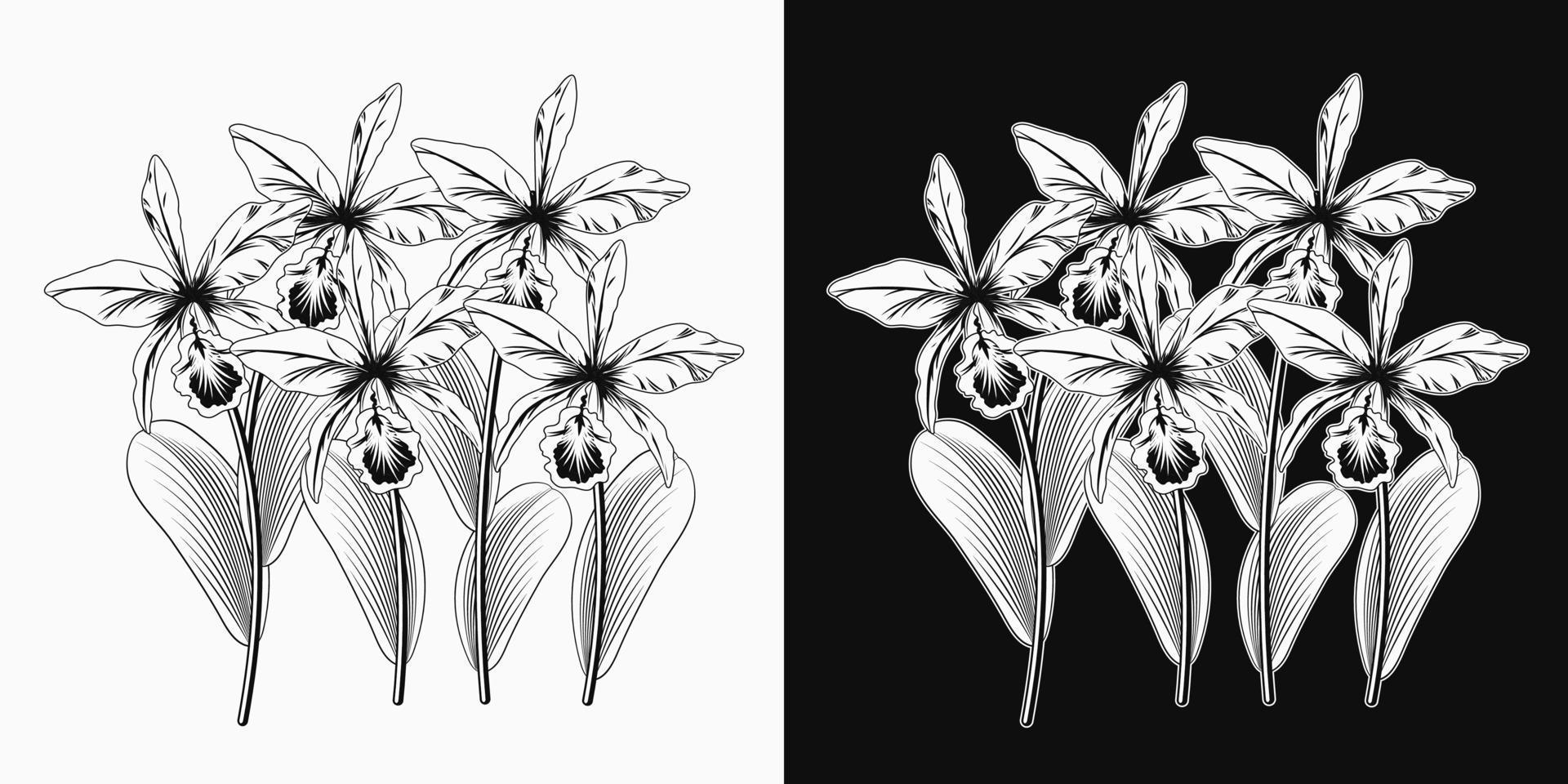 Cattleya Orchid flower group on white and dark background. Black and white illustration vector