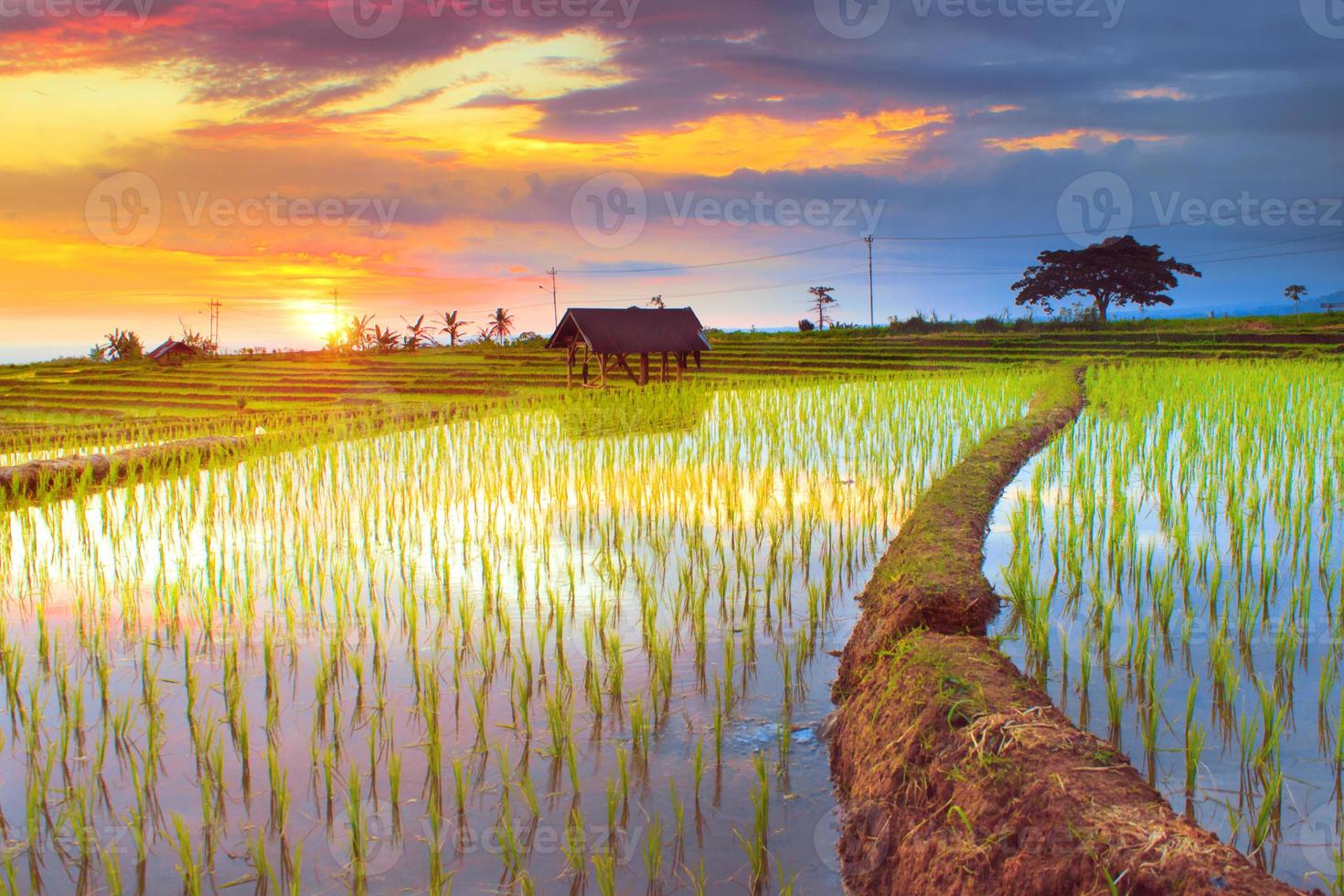 hermosa Mañana ver Indonesia. panorama paisaje arrozal campos con belleza color y cielo natural ligero foto