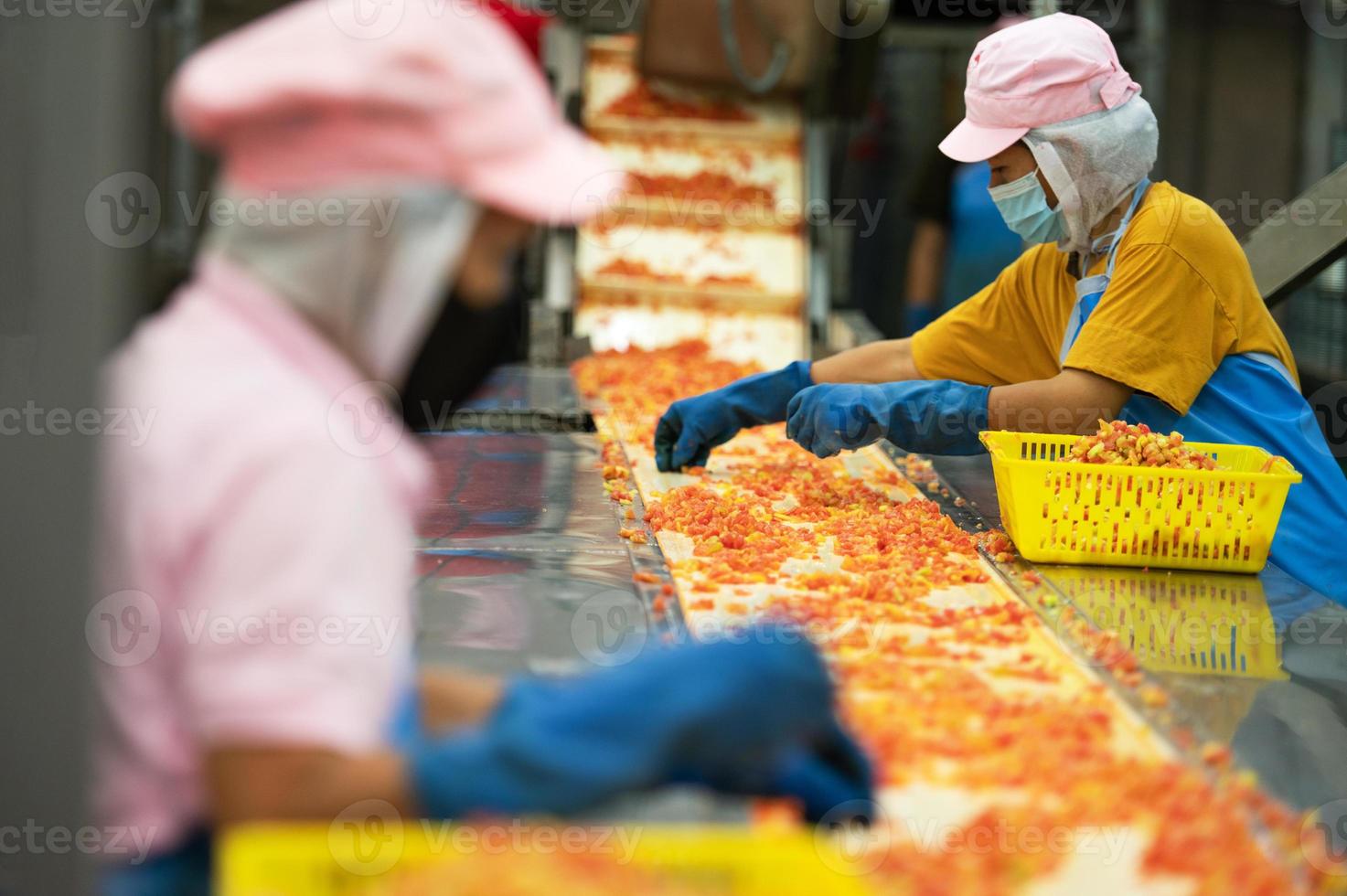 Workers chopping tomatoes for canned tomato sauce in industrial production patterns, Industrial production of tomatoes and tomato paste, food industry, food factory photo