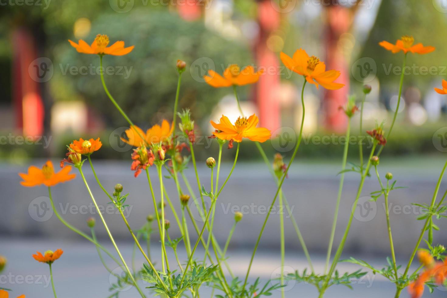 orange flowers bloom  in the garden. photo