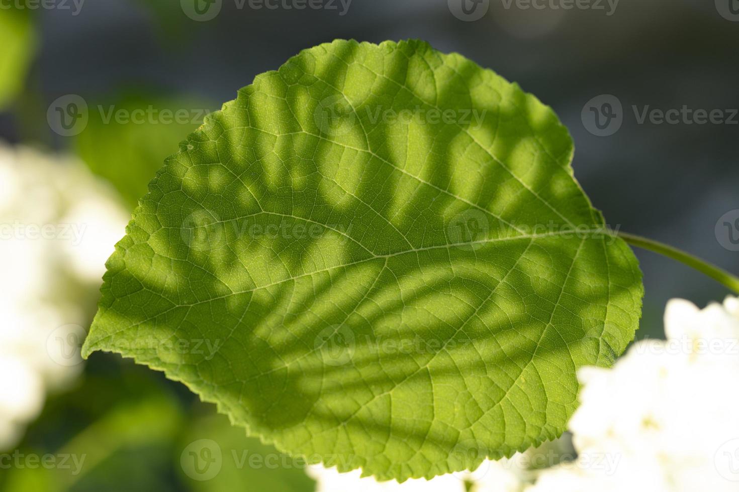 Natural background. Green leaf with a beautiful shadow from a geometric shape with curls. photo