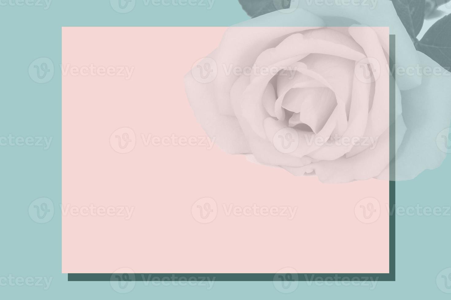 On a green background, a pink frame for text covered with a shadow from a rose. photo