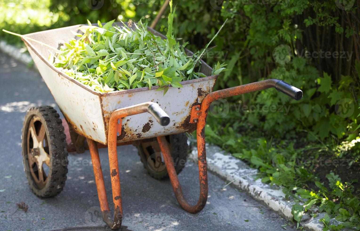 A metal cart with green shaved branches. Cutting bushes. photo