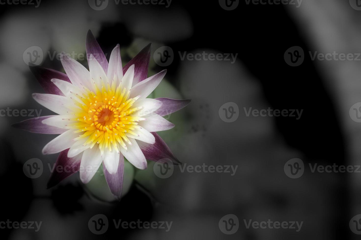 Abstract White Water Lily Flower of Lotus with Black and White Background. photo