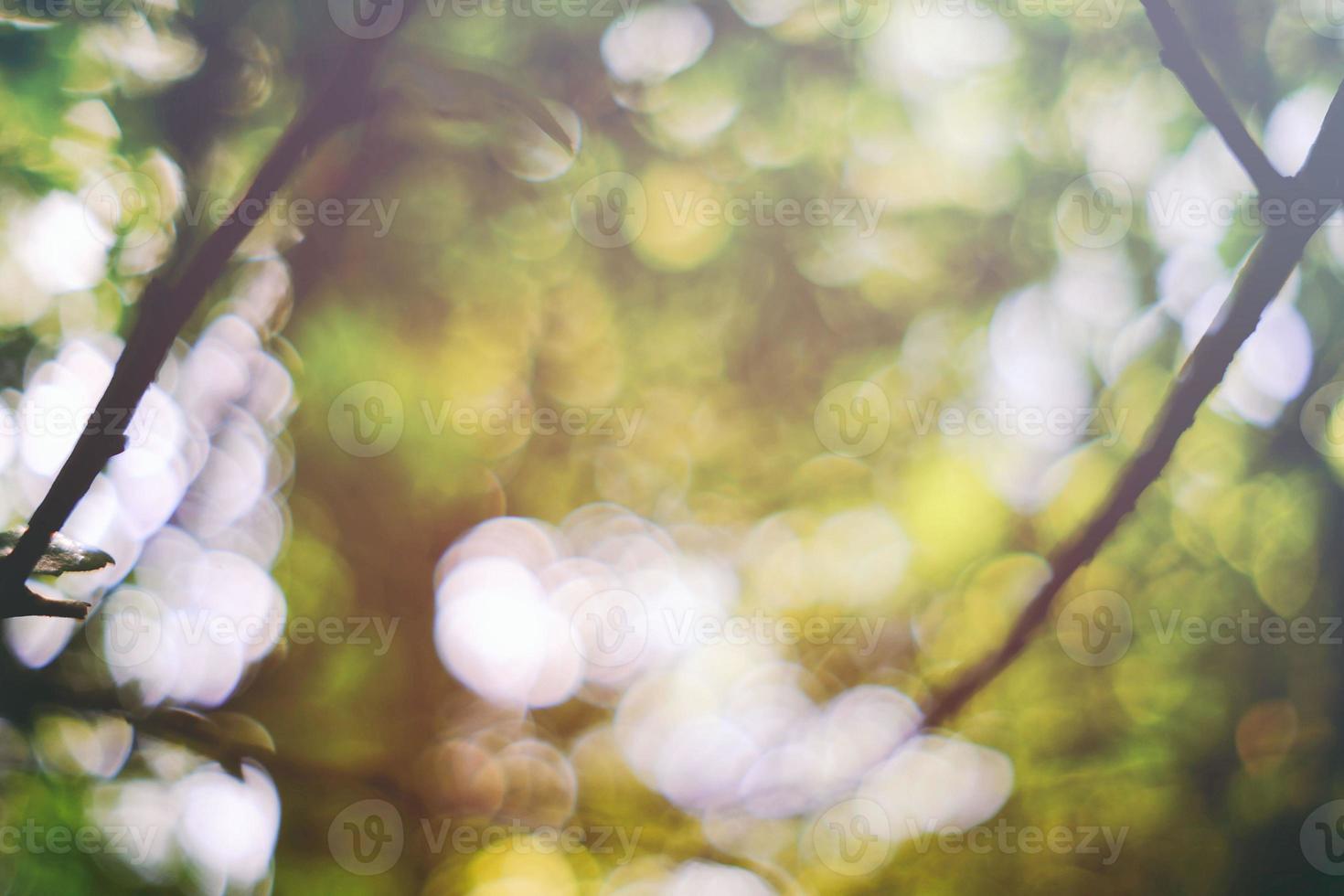 Abstract Beautiful Natural Bokeh with Sun Beam in the Morning Background. photo