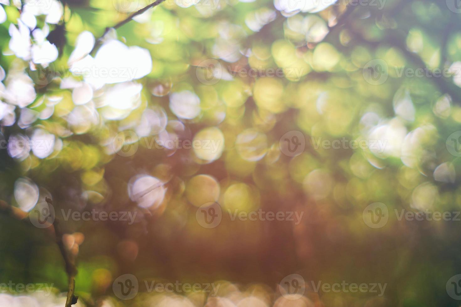 Abstract Beautiful Natural Bokeh with Sun Beam in the Morning Background. photo