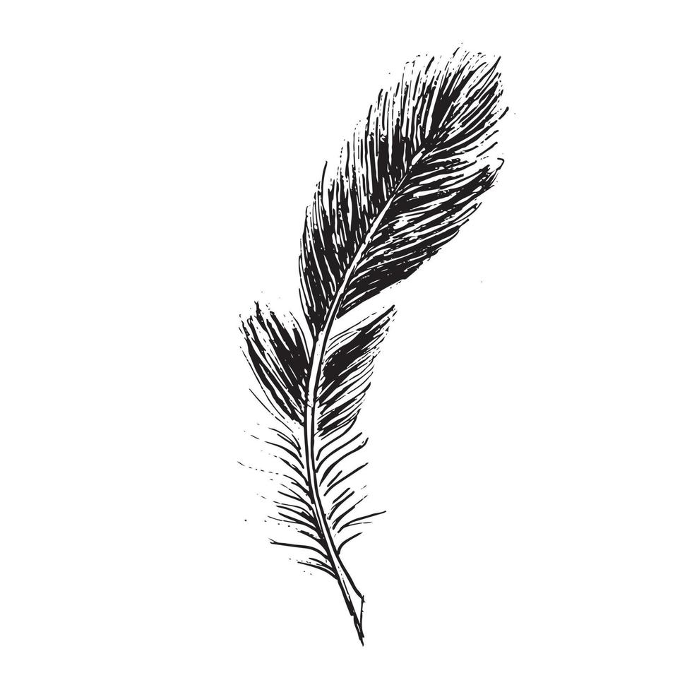 Feathers on white background. Hand drawn sketch style. vector