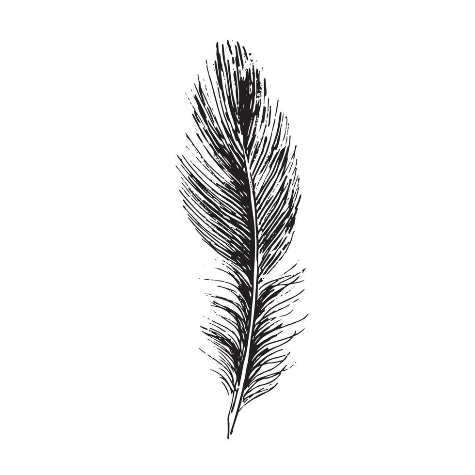 Feathers on white background. Hand drawn sketch style. vector