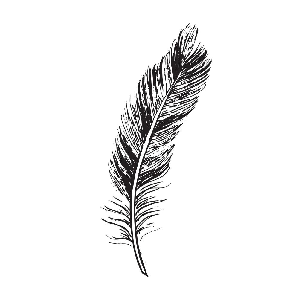 Feathers on white background. Hand drawn sketch style. vector