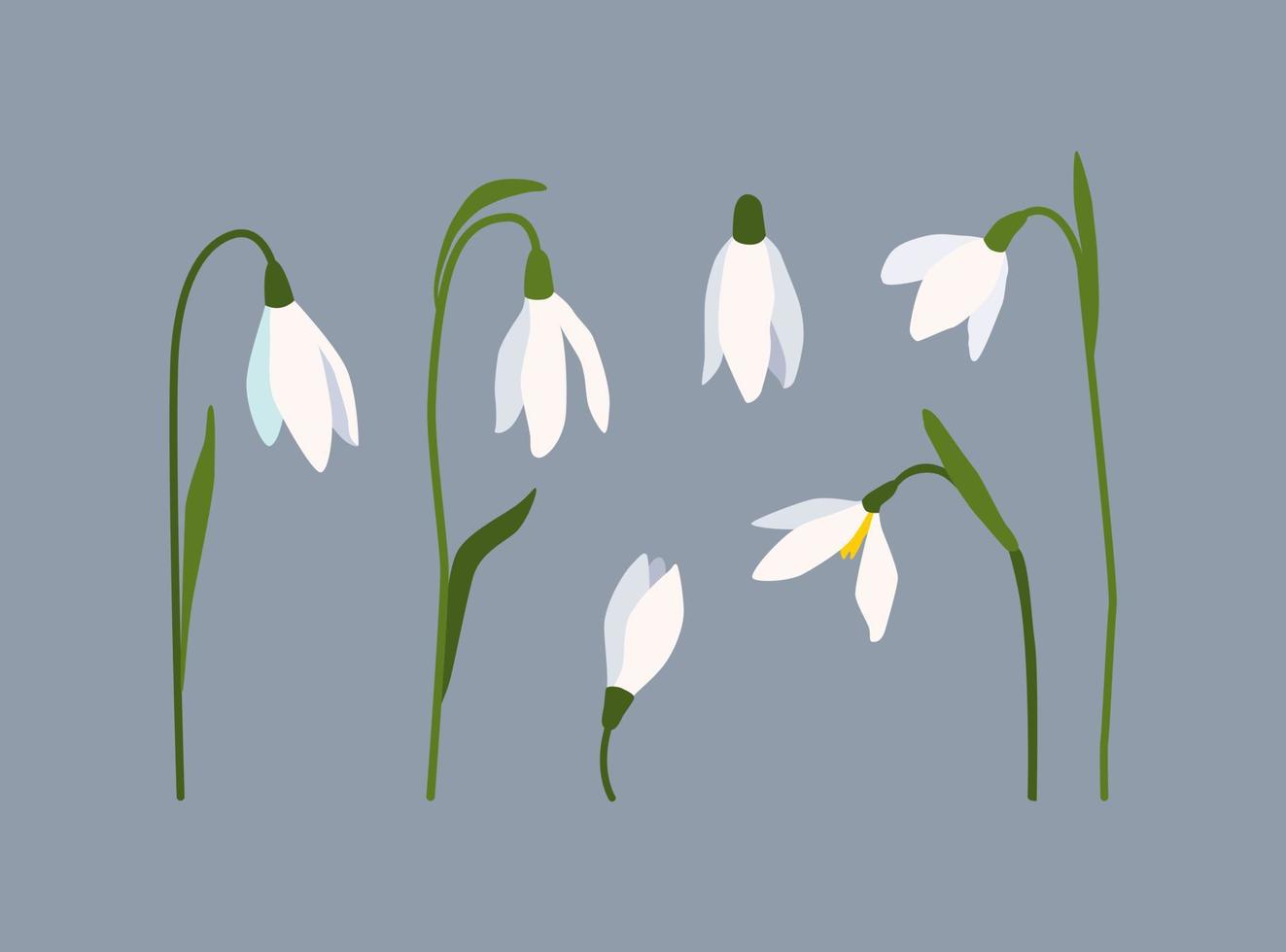 White snowdrops clipart. Early spring flowers. Blooming snowdrops on isolated background. vector