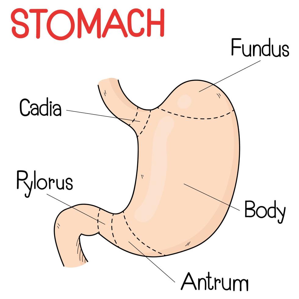 parte de estómago en humanos vector