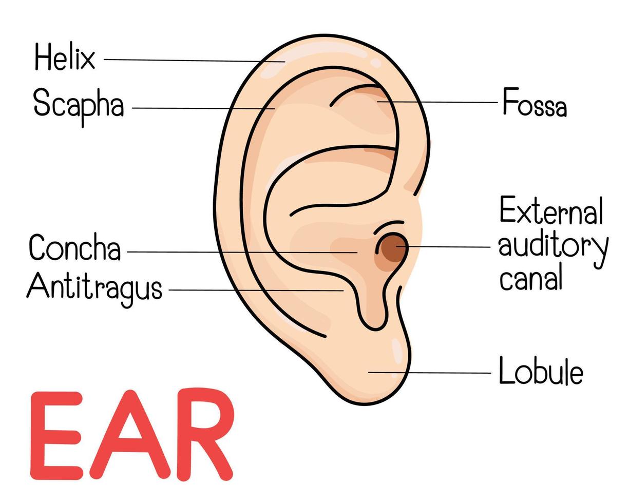 The anatomy of the ear. vector