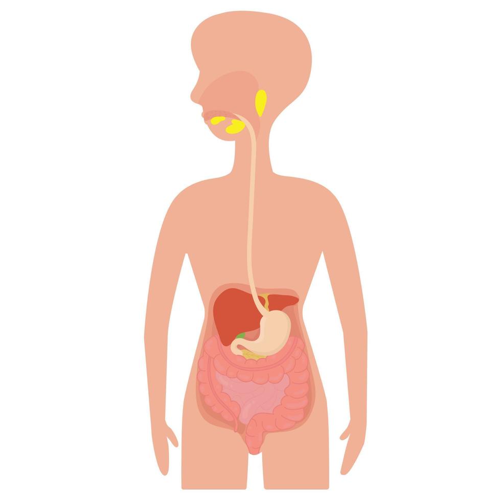 Digestive system of human body. vector