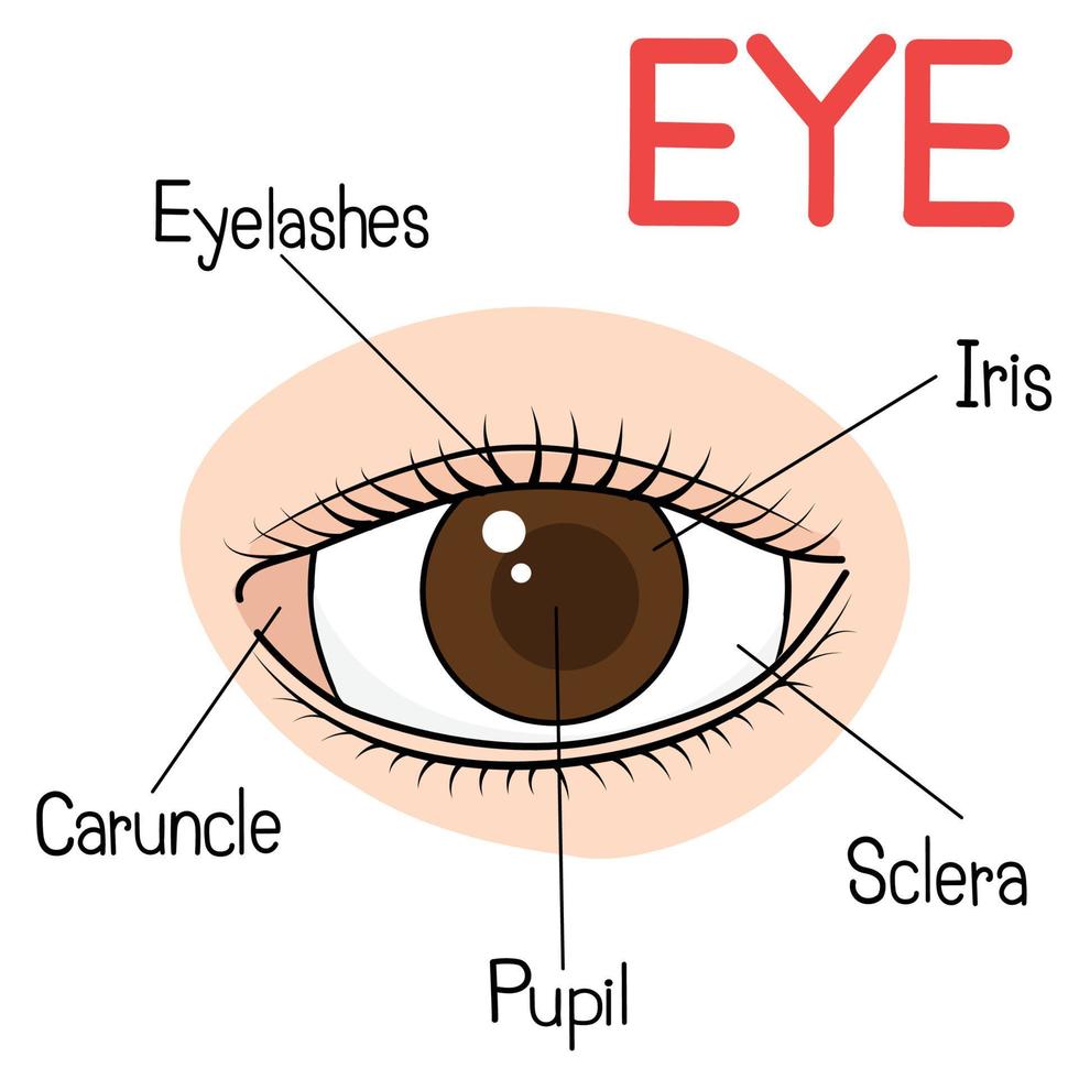 Cartoon Anatomy of the Eye. vector