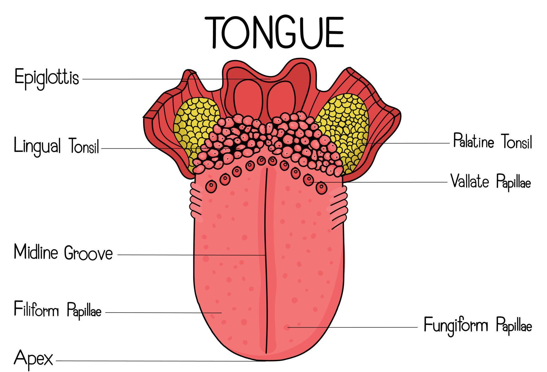 The tongue is a muscular organ situated in the oral cavity. 21565390
