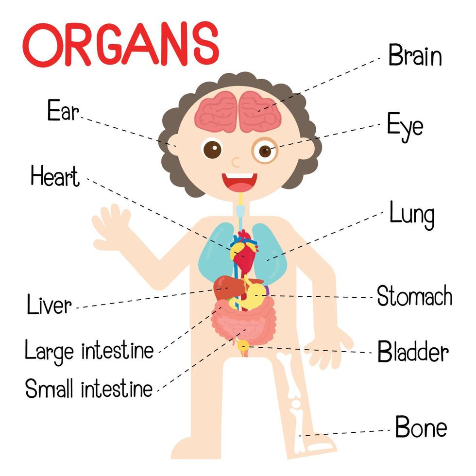 el humano cuerpo órganos para niños. vector