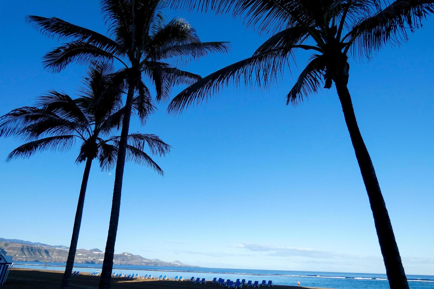 Palm trees in the Canary Islands photo