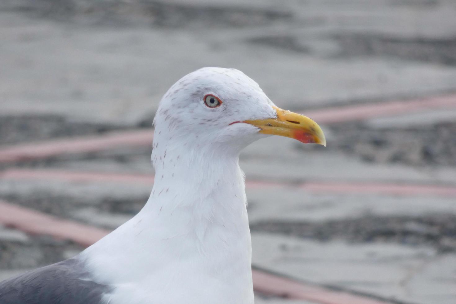 Gaviota a descanso encaramado en el asfalto suelo foto