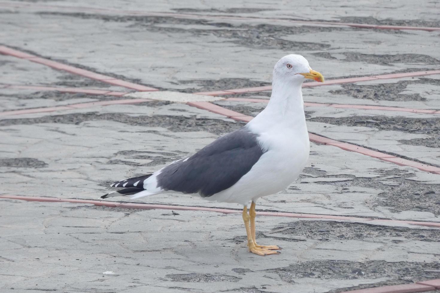 seagull at rest perched on the asphalt ground photo