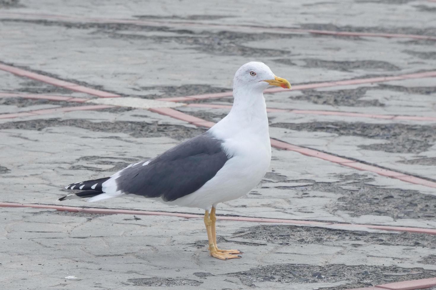 seagull at rest perched on the asphalt ground photo