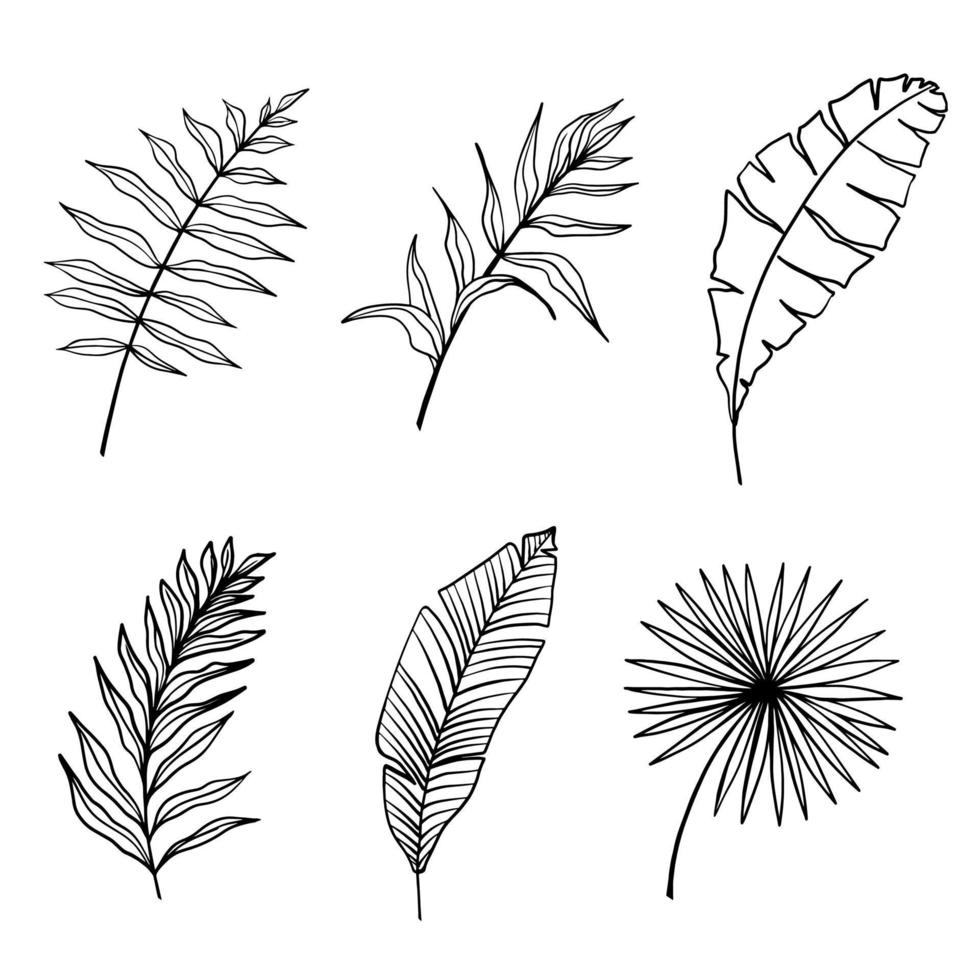 Tropical leaves vector. Set of palm leaves silhouettes isolated on white background vector