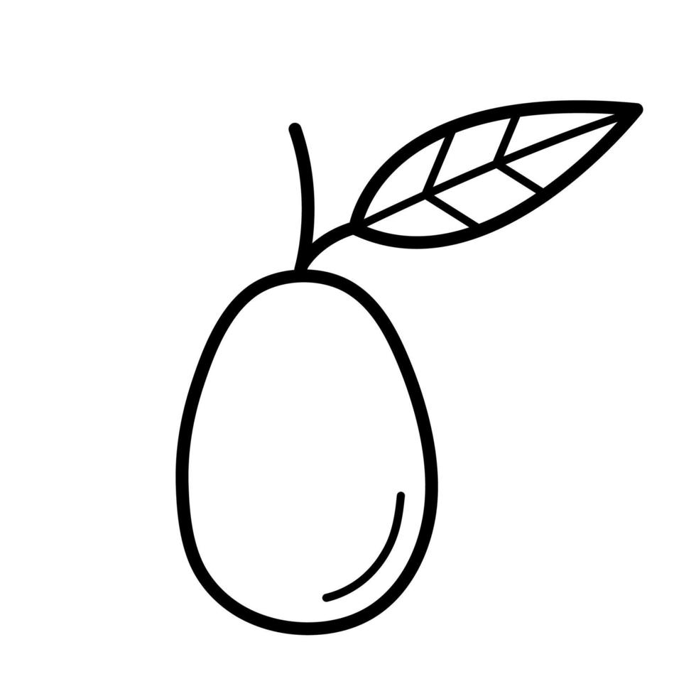 Kumquat. Hand drawn sketch icon of citrus fruit. Isolated vector illustration in doodle line style
