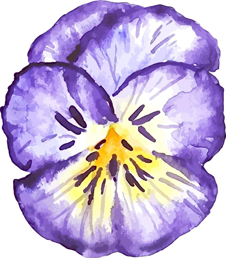 Watercolor purple pansy flower clipart isolated on white vector