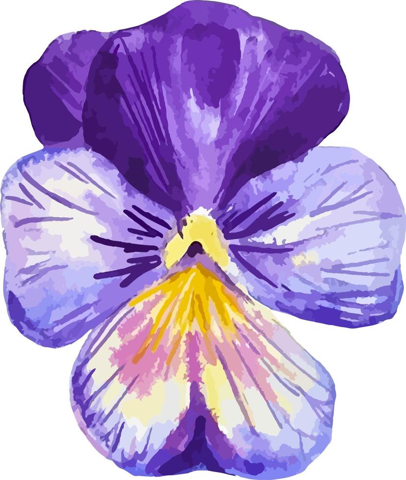 Pansy purple flower watercolor clipart botany illustration isolated on white vector