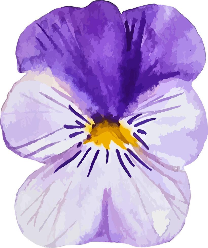 pensamiento púrpura flor acuarela flor clipart aislado en blanco vector