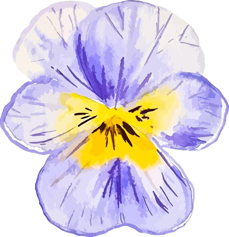 Pansy spring wild flower watercolor hand drawn flower clipart illustration vector