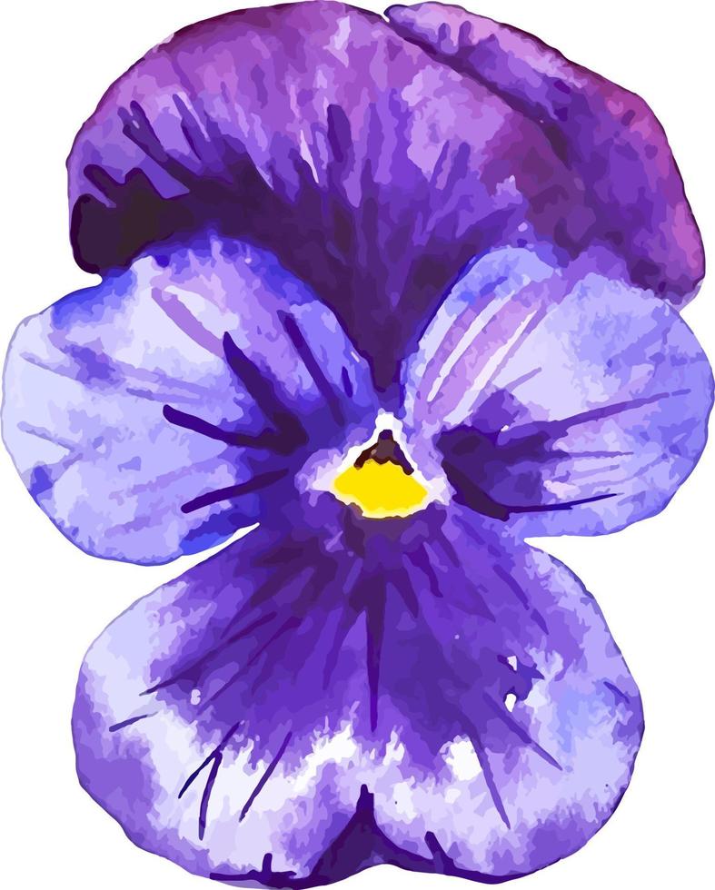 Violet pansy flower blossom spring nature watercolor clipart isolated vector