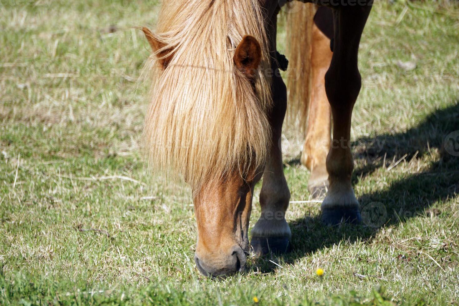 Light Brown Horse on Pasture - Close-up on Head photo