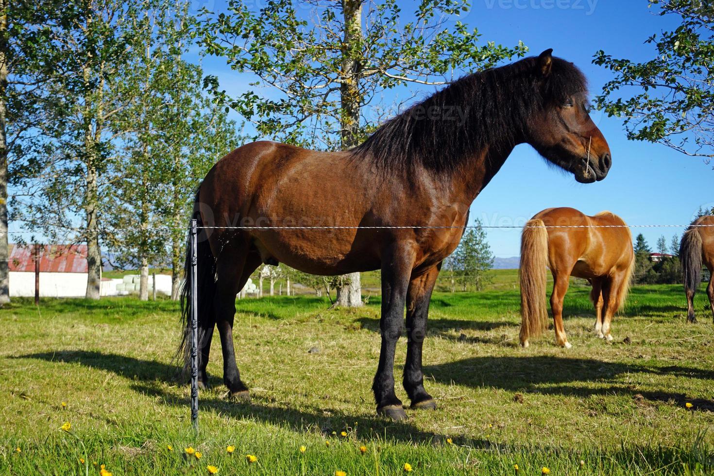 caballos en pastar, arboles en segundo plan foto