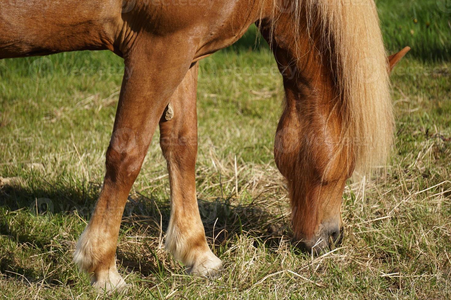 ligero marrón caballo en pasto comiendo césped foto