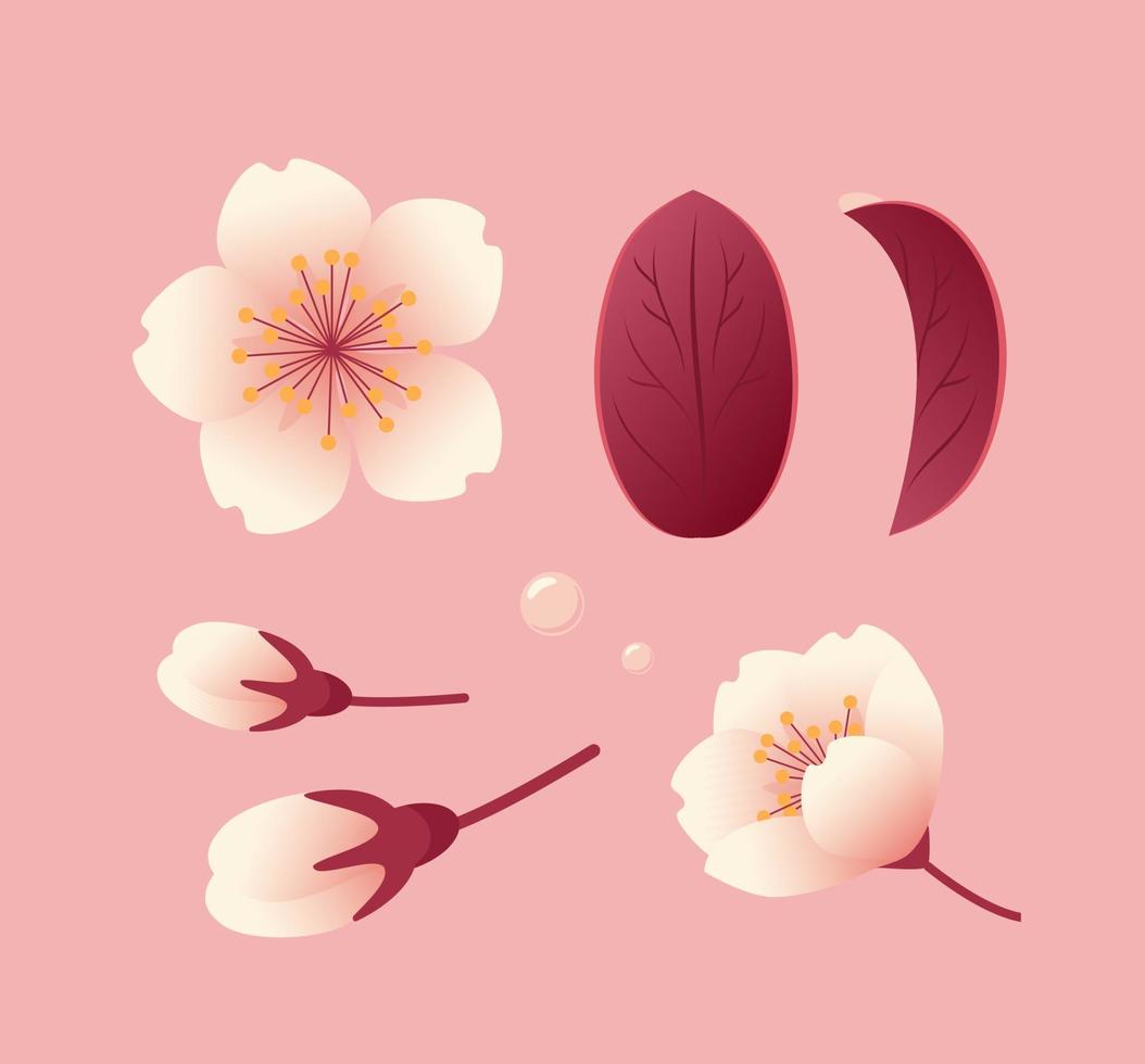 Set of sakura flowers, buds and leaves. Botanical illustration in realistic style, cherry blossom. Hanami Festival. For stickers, posters, postcards, design elements vector