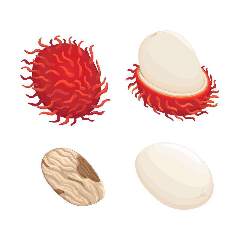 rambután alias peludo Fruta o sapindaceae exótico Fruta desde asiático símbolo conjunto dibujos animados ilustración vector